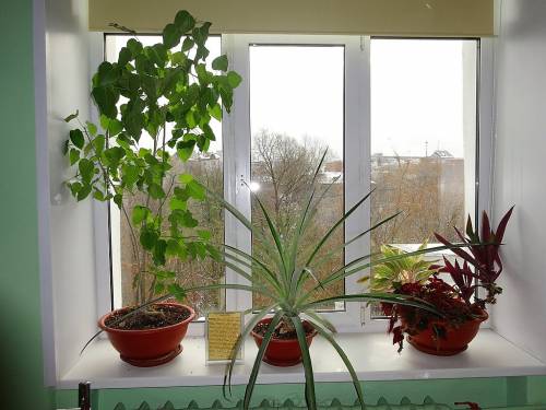 Комнатные цветы в Центре Кулибин